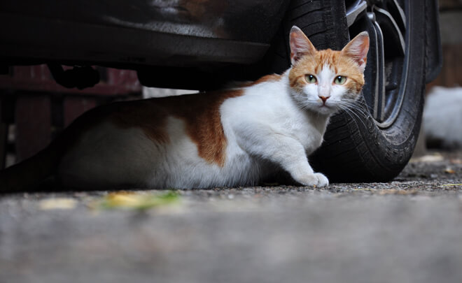 gatto sotto la macchina