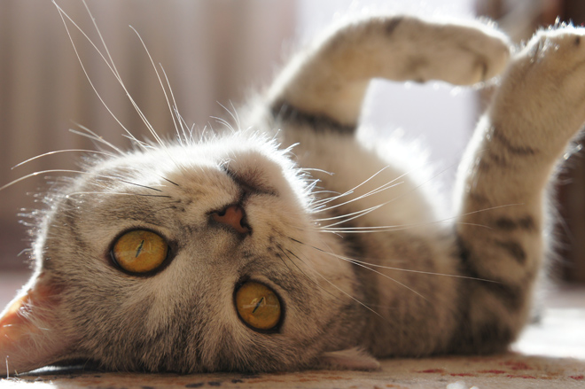 gatto che si rotola a pancia in su