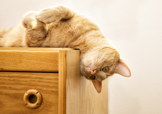 gatto si struscia sul mobile