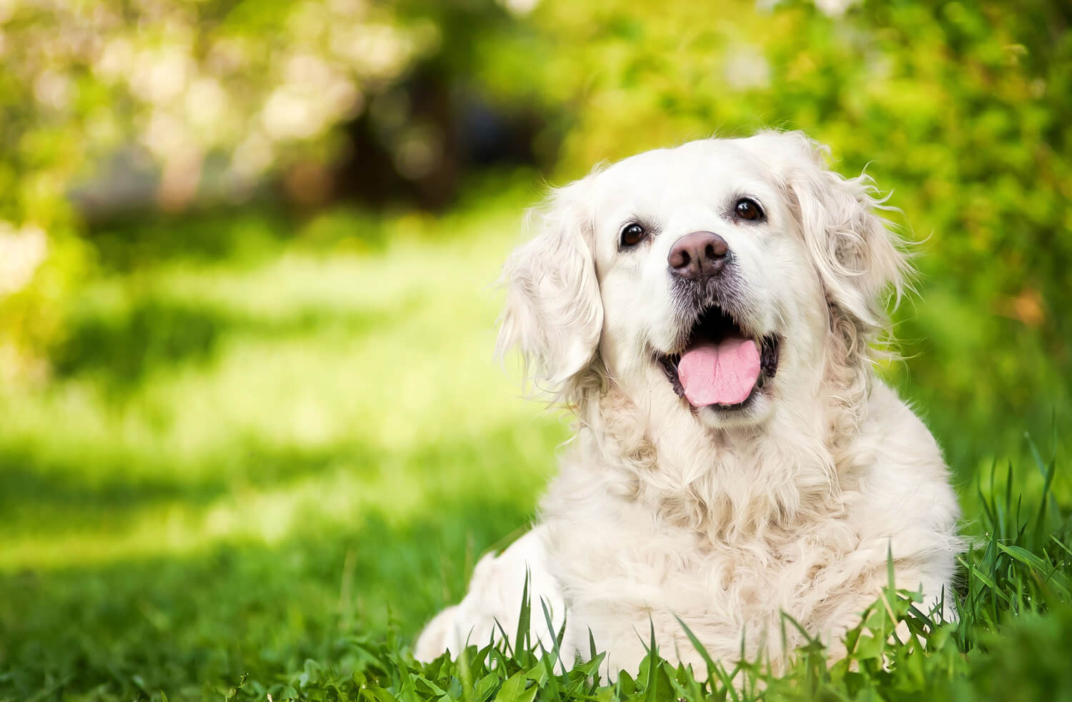 golden retriever 16 motivi