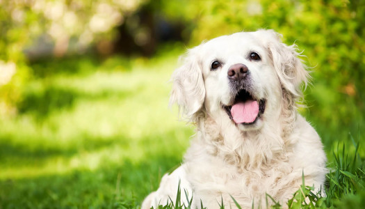 Golden Retriever: 16 motivi per cui è meglio di un fidanzato