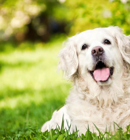 golden retriever 16 motivi