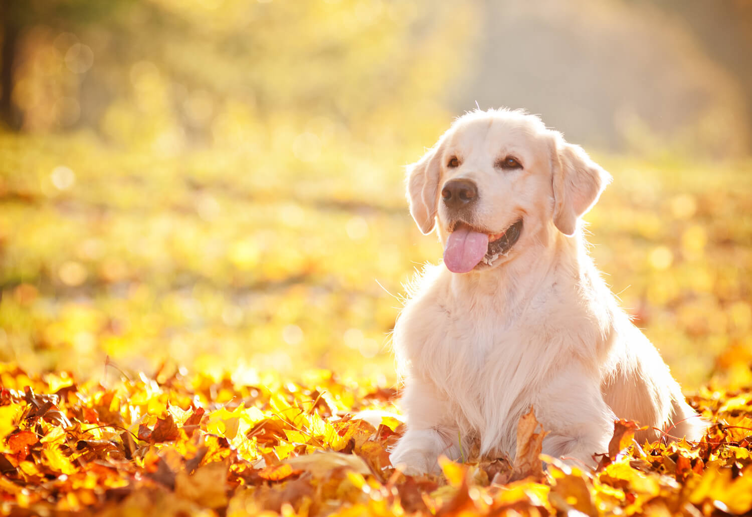 golden retriever carattere e standard