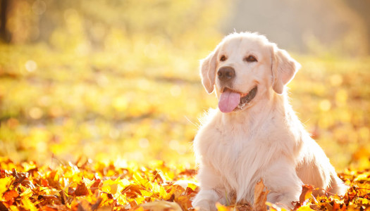 Golden Retriever: storia, carattere e standard
