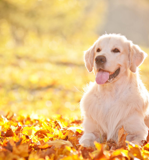 golden retriever carattere e standard