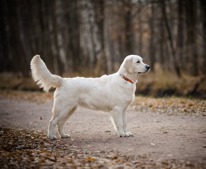 golden retriever corporatura