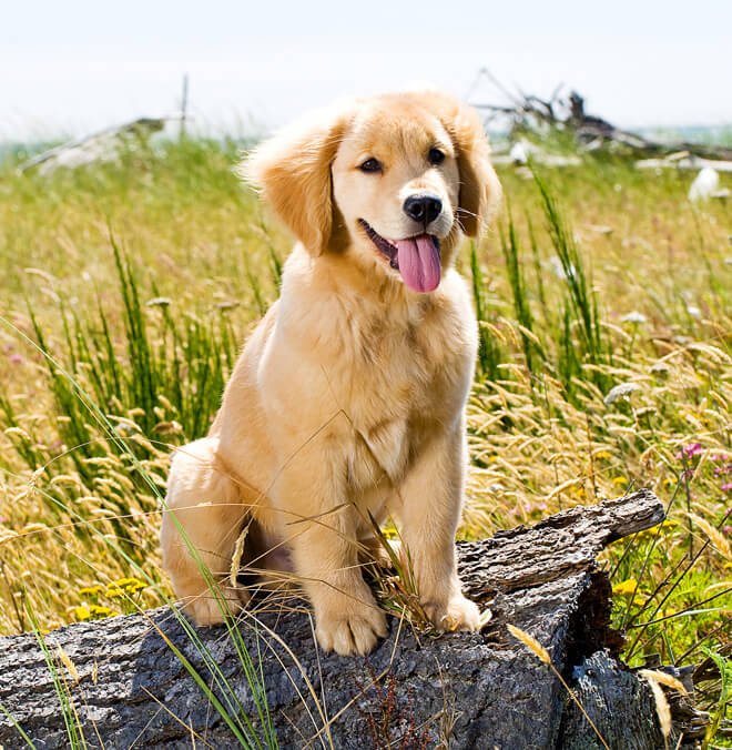 golden retriever cucciolo