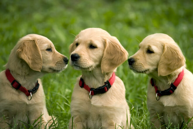 golden retriever trio