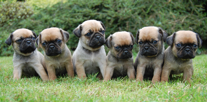 grumble of pugs