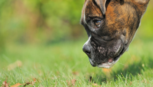 La ricerca: un’attività ludica canina