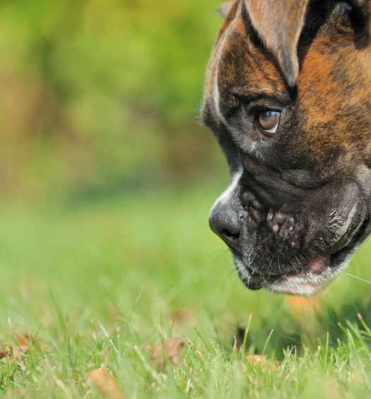 la ricerca giochi per cani