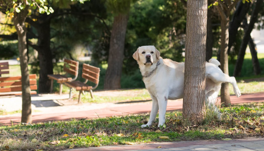 Comunicazione del cane: l’importanza delle marcature