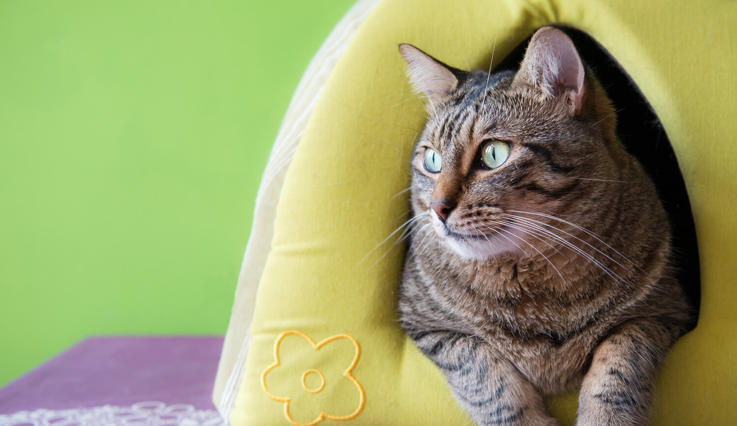 pensione per gatti 5 consigli