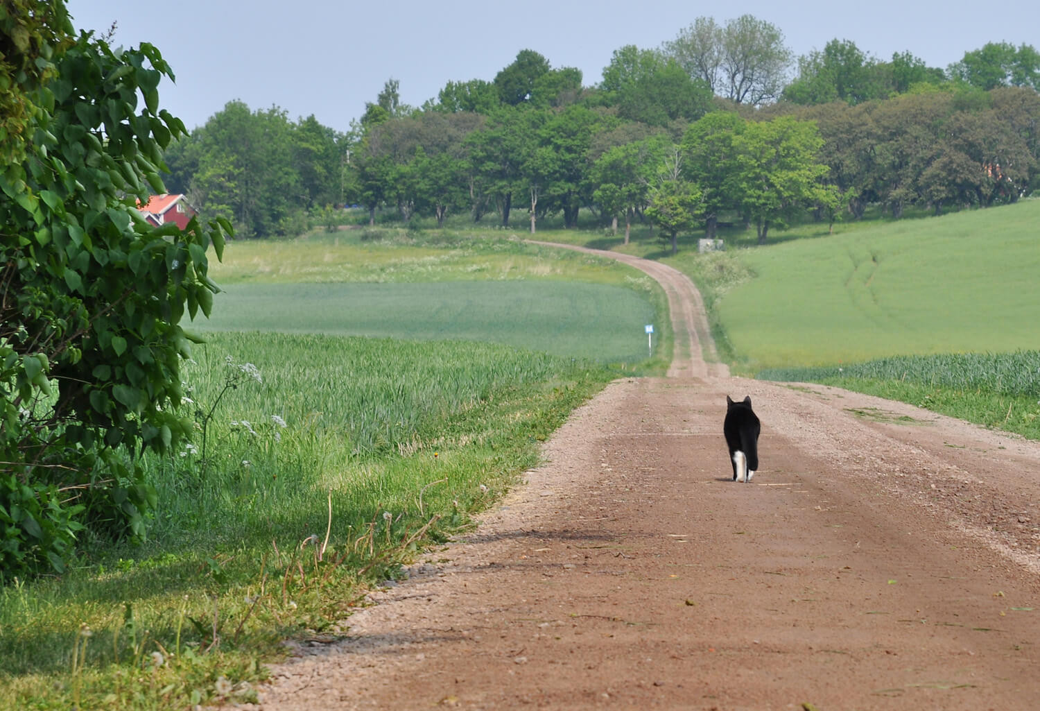 gatto non rientra a casa