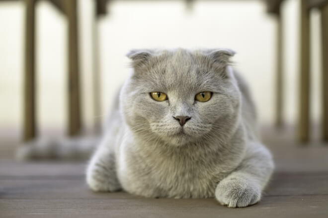 quando castrare il gatto