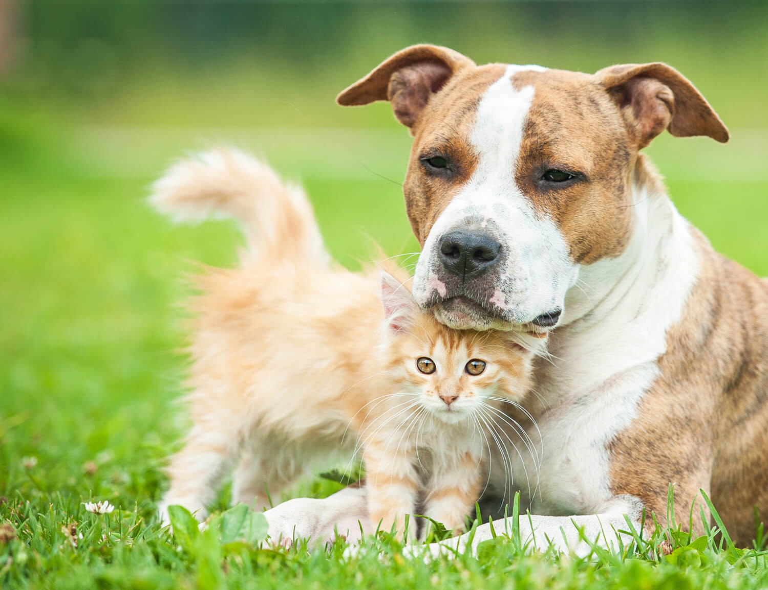 relazione cane gatto