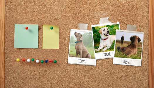 Come insegnare a un cane i segnali di controllo