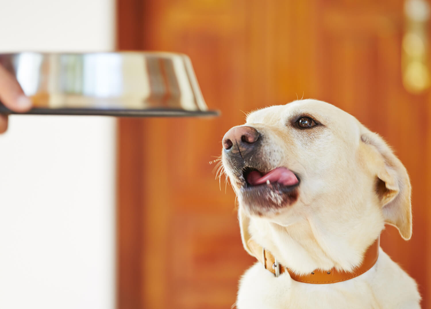 alimentazione del cane