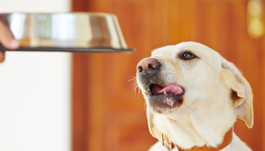 L’alimentazione del cane