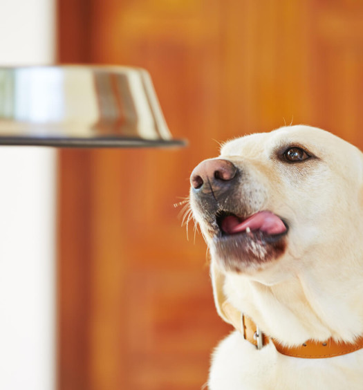 alimentazione del cane