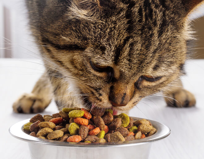 alimentazione gatto cibo secco