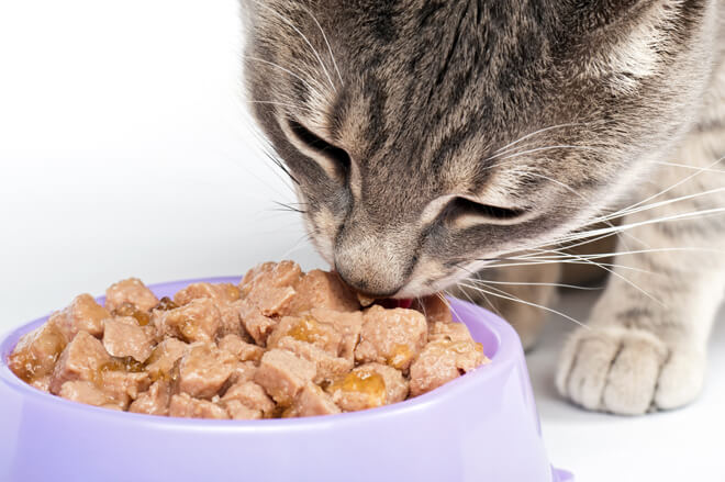 alimentazione gatto cibo umido