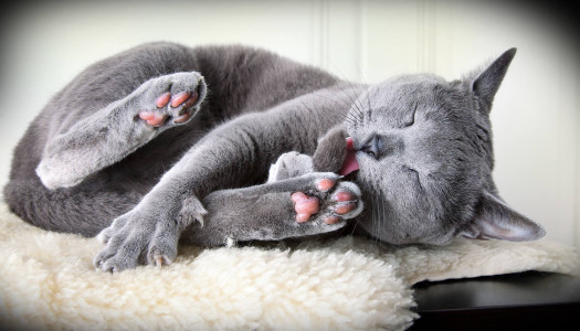 Boli di pelo: perché si forma la pericolosa palla di pelo