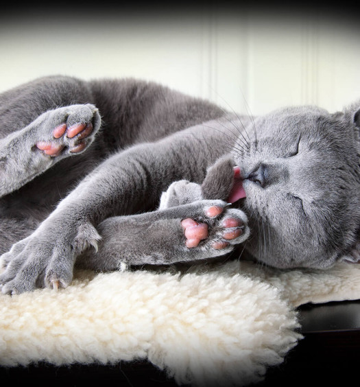 boli di pelo pericolosi