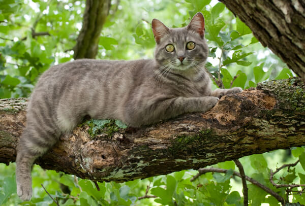 colori del mantello del gatto 