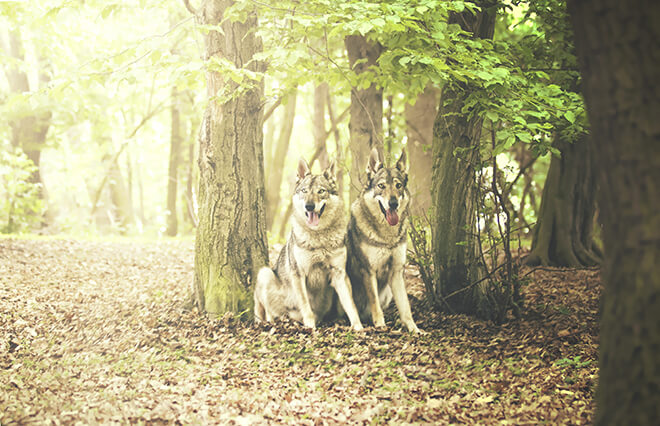 domesticazione cane lupo cecoslovacco