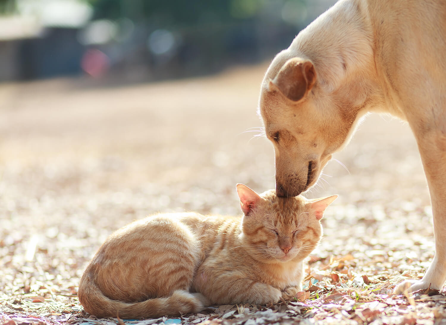 eutanasia cane gatto