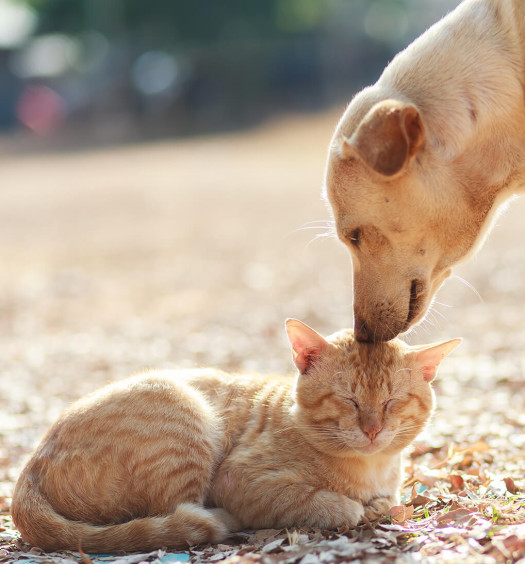 eutanasia cane gatto