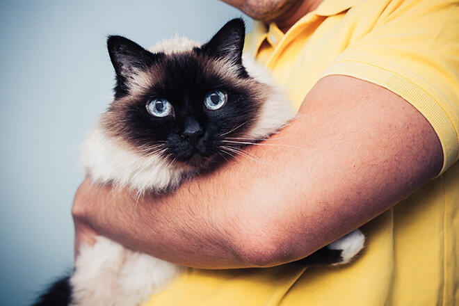 comportamento dei gatti animale sociale facoltativo