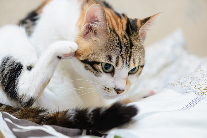 gatto si gratta compulsivamente