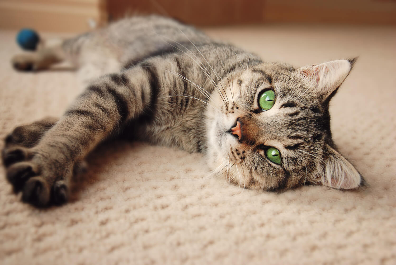 gatto sociale solitario