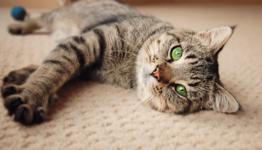 Sociale, solitario, indipendente… che confusione!