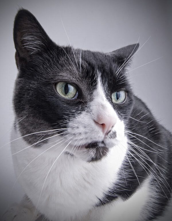 pelo del gatto pezze bianche