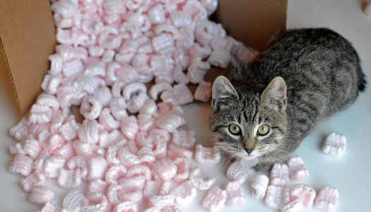 Gatto in casa: 7 regole per un trasloco senza stress