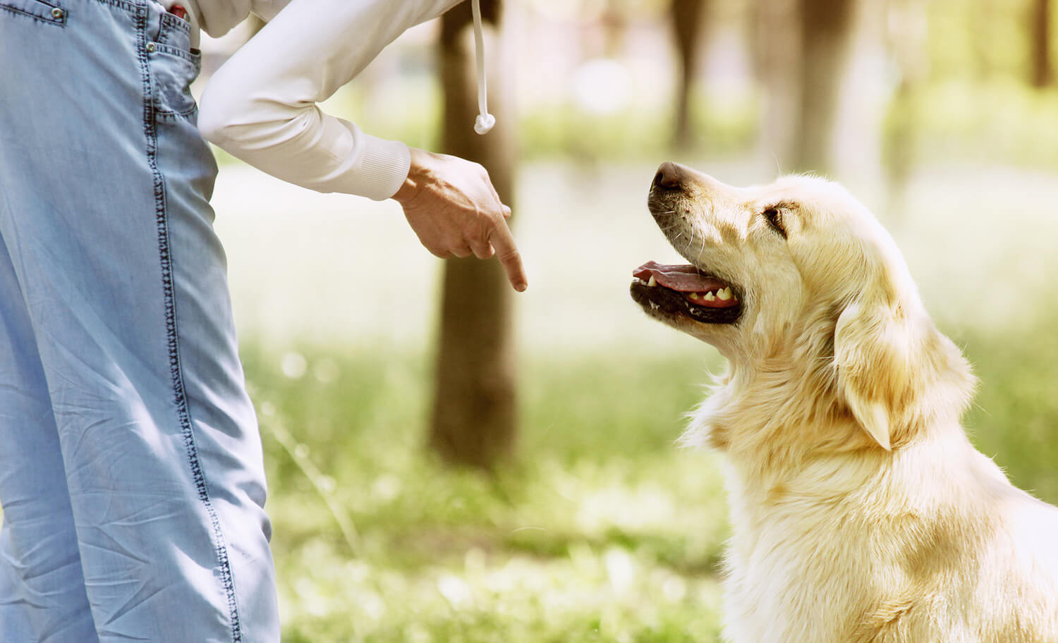 veterinario comportamentalista