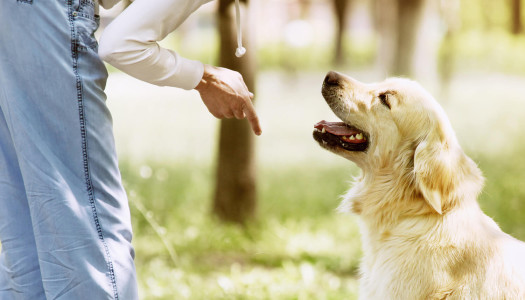 Il veterinario comportamentalista