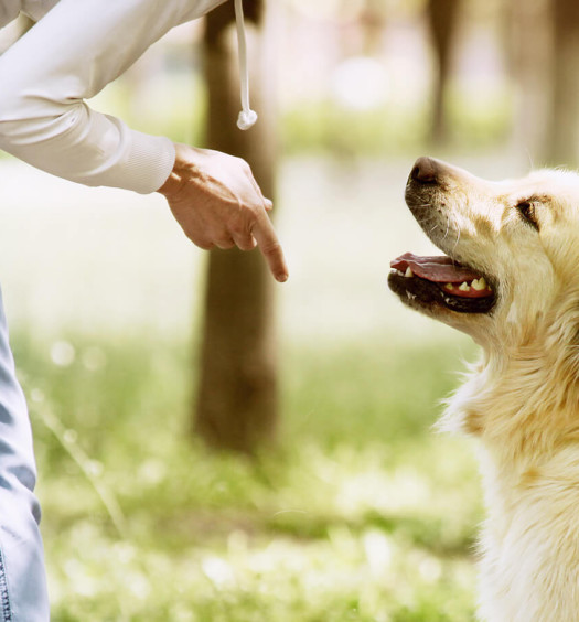 veterinario comportamentalista