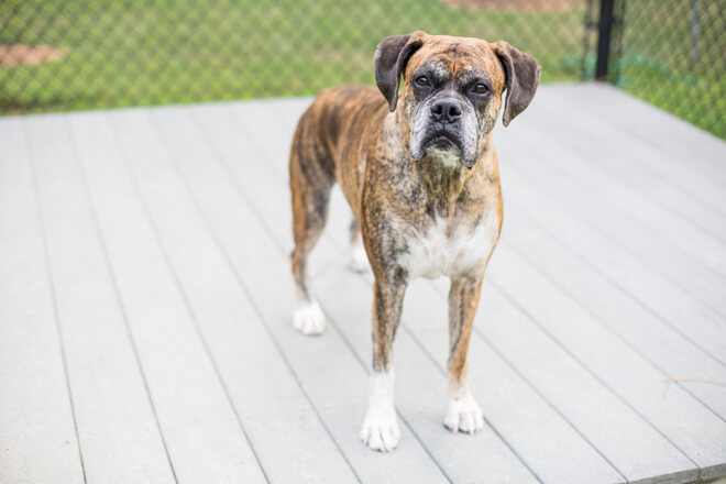 veterinario comportamnetlaista cane nel recinto
