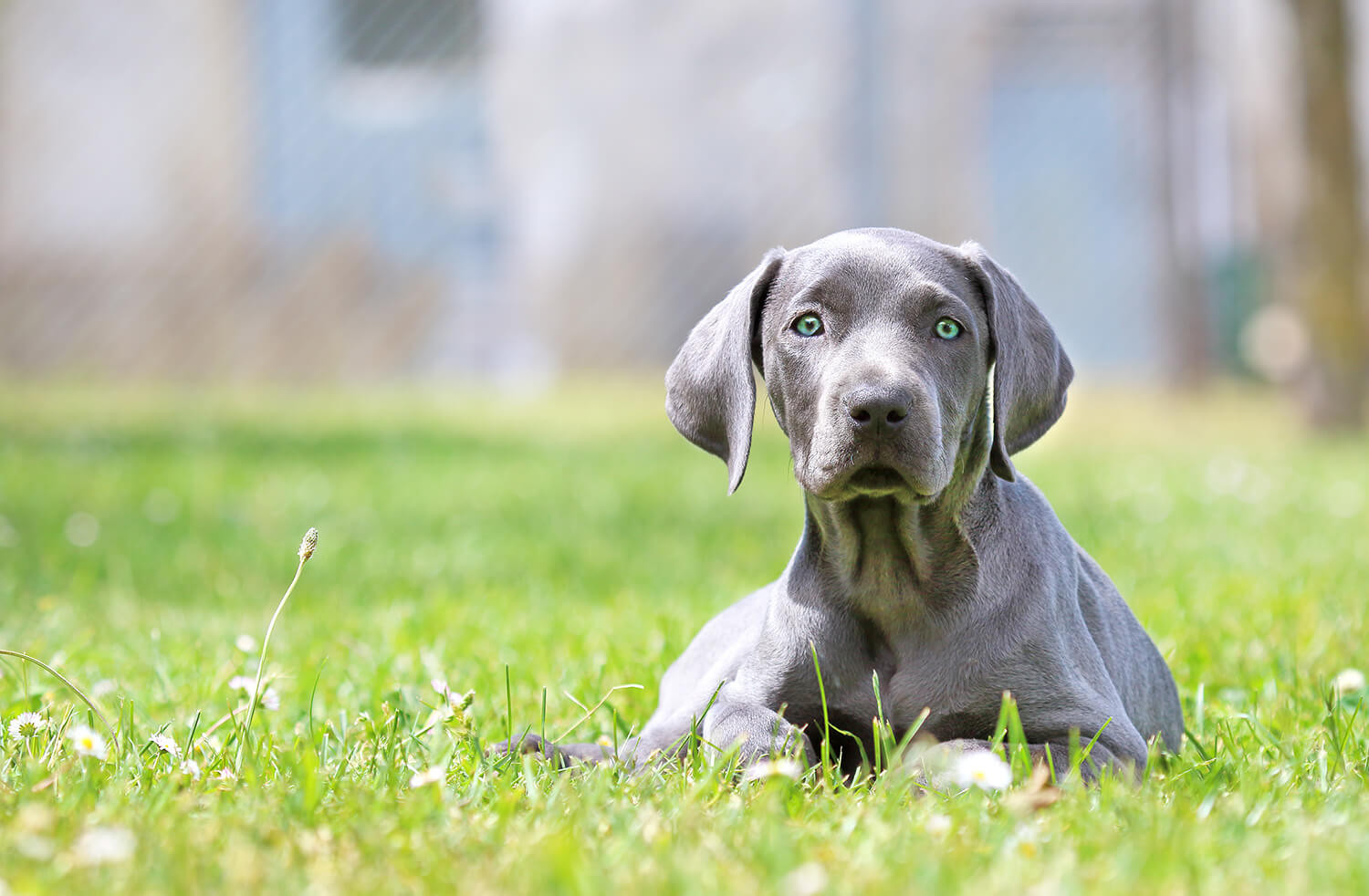 weimaraner