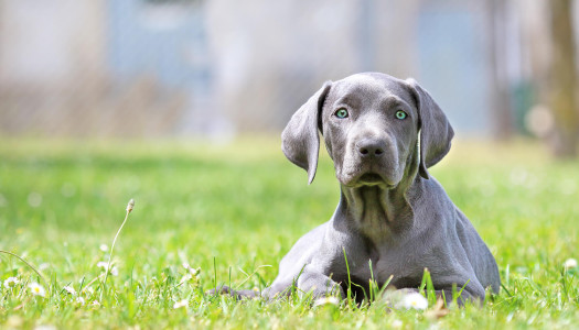 Weimaraner: i 12 motivi per cui è come avere un figlio adolescente