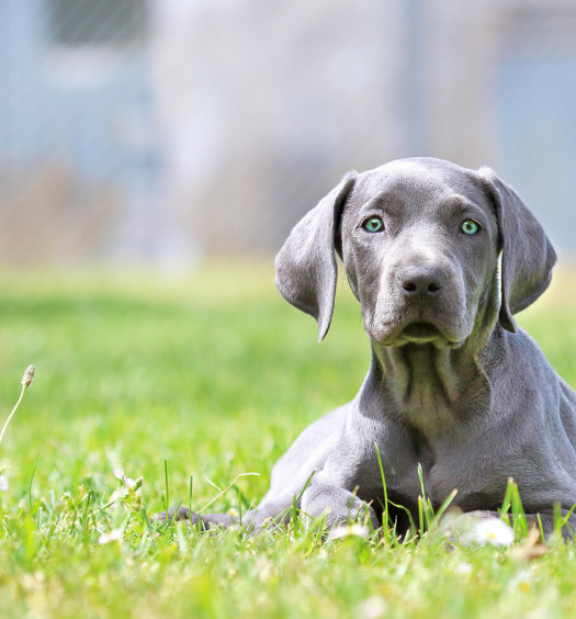 weimaraner