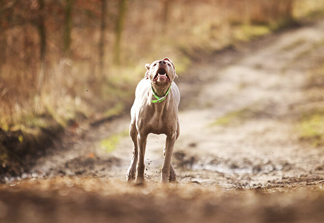 weimaraner abbaia