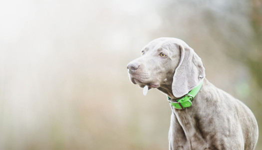 Weimaraner: storia, carattere e standard