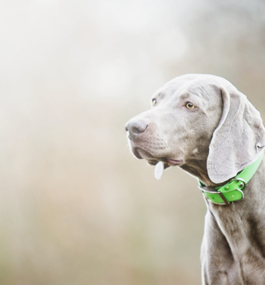 weimaraner carattere e standard
