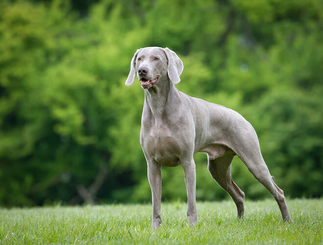 weimaraner carattere e standard