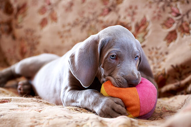 weimaraner cucciolo